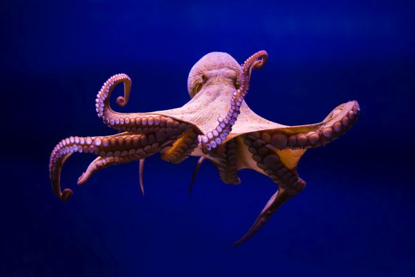 Kraken ссылка kraken014 com
