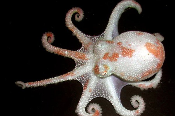 Kraken 5at